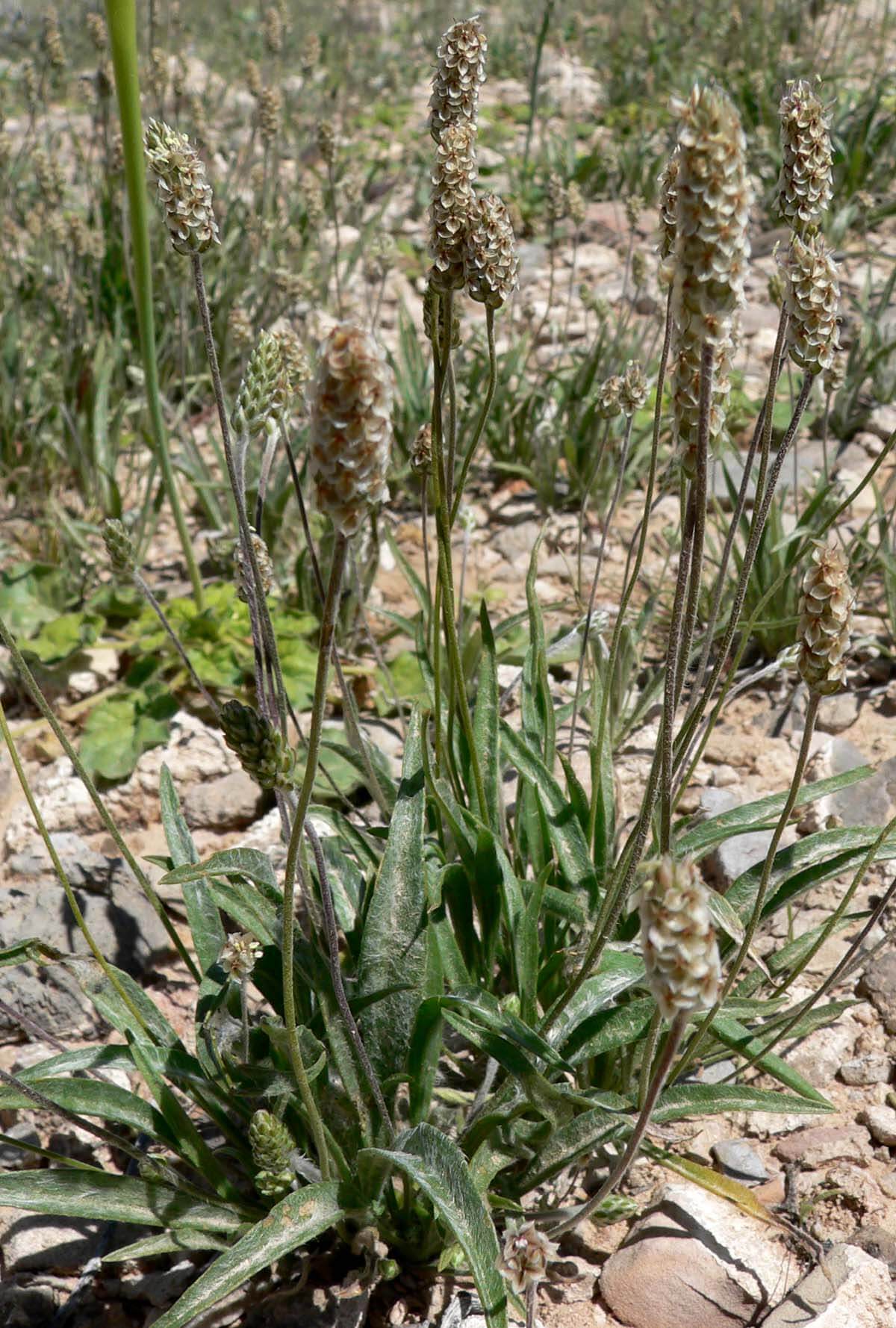 psyllium rostlina